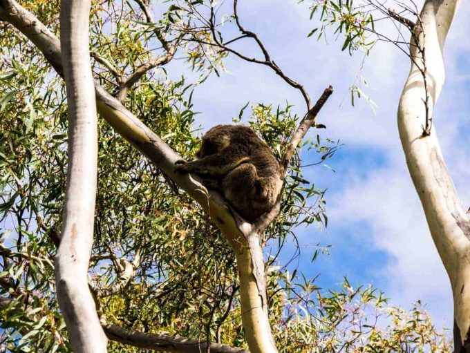 Best tour to see wild koalas and kangaroos in Melbourne