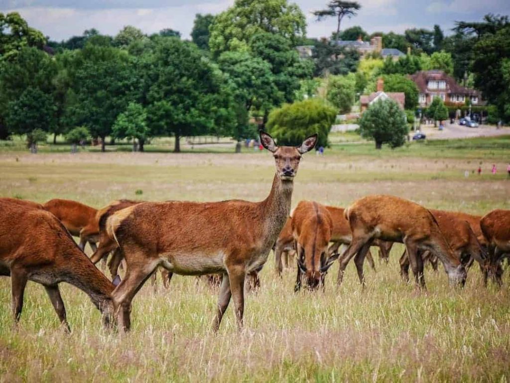 how-to-get-to-richmond-park-easy-instructions-so-you-don-t-get-lost