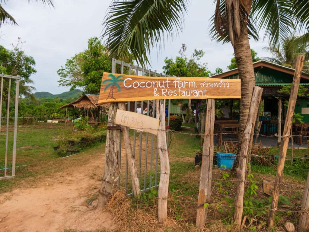 coconut farm